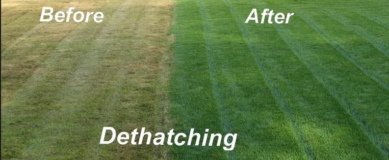 Dethatcher Before And After