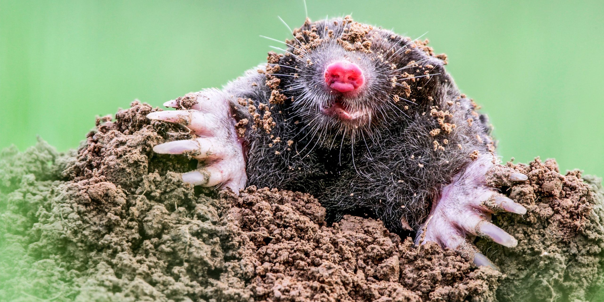 How to Get Rid of Moles in Your Yard and Garden - Reviews Root